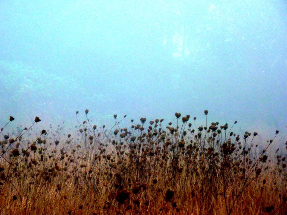  Bridget LaBelle, BSW